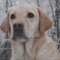 Buy canvas prints of The face of a Golden Labrador Dog                  by Sue Bottomley