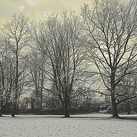 Buy canvas prints of Trees winter season scene                          by Sue Bottomley