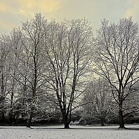Buy canvas prints of Winter scene at the park                           by Sue Bottomley