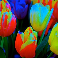 Buy canvas prints of The meaning of Tulips                              by Sue Bottomley