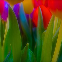 Buy canvas prints of  The meaning of Tulips                             by Sue Bottomley