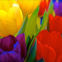 Buy canvas prints of Brightly coloured Tulips                           by Sue Bottomley