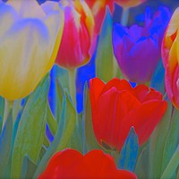 Buy canvas prints of Inside a bunch of Tulips                           by Sue Bottomley