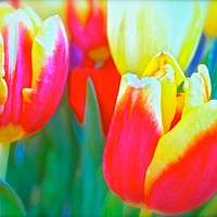 Buy canvas prints of Bright coloured Tulip flowers                      by Sue Bottomley