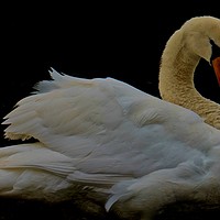 Buy canvas prints of Elegant Swan                                by Sue Bottomley