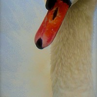 Buy canvas prints of Soft tone Swan Bird                                by Sue Bottomley