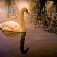 Buy canvas prints of One Swan, sunset on water                          by Sue Bottomley