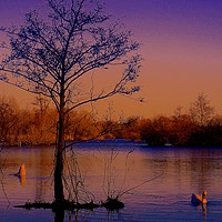 Buy canvas prints of Sunset over the lake                               by Sue Bottomley