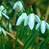 Buy canvas prints of Woodland Snowdrop Flowers                          by Sue Bottomley