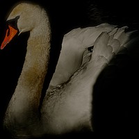 Buy canvas prints of  Swan coming out of the dark                       by Sue Bottomley