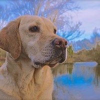 Buy canvas prints of Beautiful Golden Labrador Dog                      by Sue Bottomley