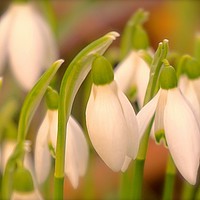 Buy canvas prints of Soft tone Snowdrop flowers                         by Sue Bottomley