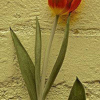 Buy canvas prints of Tulip Flower against the wall                      by Sue Bottomley