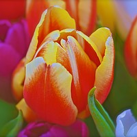 Buy canvas prints of  Tulip Flowers                               by Sue Bottomley