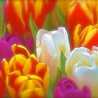 Buy canvas prints of Bunch of soft tone Tulip Flowers                   by Sue Bottomley