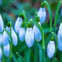 Buy canvas prints of Snowdrops Spring is round the corner               by Sue Bottomley