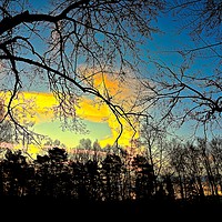 Buy canvas prints of Sunrise through  the trees                         by Sue Bottomley