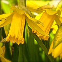 Buy canvas prints of  Daffodils growing wild                            by Sue Bottomley