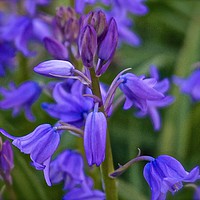 Buy canvas prints of Bluebell Flowers                                by Sue Bottomley