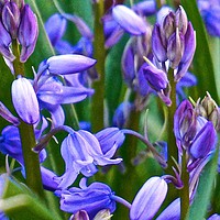 Buy canvas prints of Wild Bluebells                               by Sue Bottomley