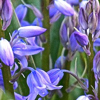 Buy canvas prints of Wild Bluebell Flowers                              by Sue Bottomley