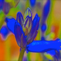Buy canvas prints of Bluebell retro flower                              by Sue Bottomley