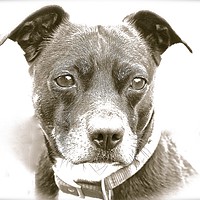 Buy canvas prints of Whippet Staffy Cross Dog                           by Sue Bottomley