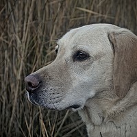 Buy canvas prints of Six Year Old Golden Labrador                       by Sue Bottomley