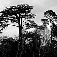 Buy canvas prints of B&W Photograph Tree's                              by Sue Bottomley