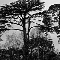 Buy canvas prints of Black and White Photo of tree's in the woods       by Sue Bottomley