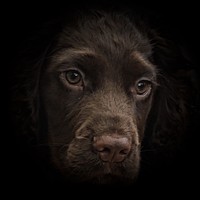 Buy canvas prints of English Chocolate Cocker Spaniel 15 week puppy     by Sue Bottomley