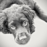 Buy canvas prints of English Cocker Spaniel 15 week old puppy           by Sue Bottomley