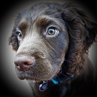 Buy canvas prints of   English Cocker Spaniel puppy 12 weeks old        by Sue Bottomley