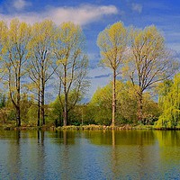 Buy canvas prints of Springwell Lake Rickmansworth Hertfordshire        by Sue Bottomley