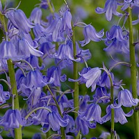 Buy canvas prints of  Common Bluebells                               by Sue Bottomley