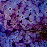 Buy canvas prints of  Syringa vulgaris common lilac                     by Sue Bottomley