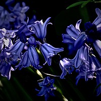 Buy canvas prints of Bluebells in the sunlight                          by Sue Bottomley