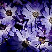 Buy canvas prints of Bold purple flowers                                by Sue Bottomley