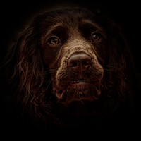 Buy canvas prints of English Cocker Spaniel out of the shadows          by Sue Bottomley