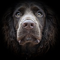 Buy canvas prints of Chocolate English Cocker Spaniel                   by Sue Bottomley