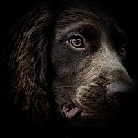 Buy canvas prints of The face of seven month old English Cocker Spaniel by Sue Bottomley