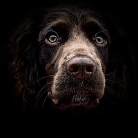 Buy canvas prints of Face Of A English Cocker Spaniel Puppy             by Sue Bottomley