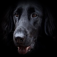 Buy canvas prints of The face of a Flat-Coated Retriever                by Sue Bottomley