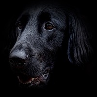 Buy canvas prints of Face of a Black Flat-Coat Retriever Dog            by Sue Bottomley