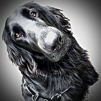 Buy canvas prints of Flat-Coated Retriever by Sue Bottomley