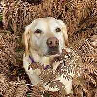 Buy canvas prints of Labrador Dog looking at you by Sue Bottomley