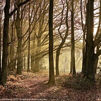 Buy canvas prints of Woods At Chorleywood Common by Sue Bottomley