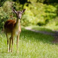 Buy canvas prints of Deer on Cannock Chase by Jon Saiss