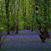 Buy canvas prints of Bluebell Wood by Jon Saiss