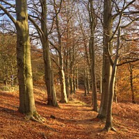 Buy canvas prints of Cannock Chase Woods by Jon Saiss